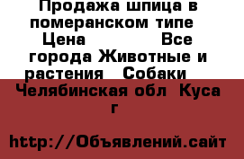 Продажа шпица в померанском типе › Цена ­ 20 000 - Все города Животные и растения » Собаки   . Челябинская обл.,Куса г.